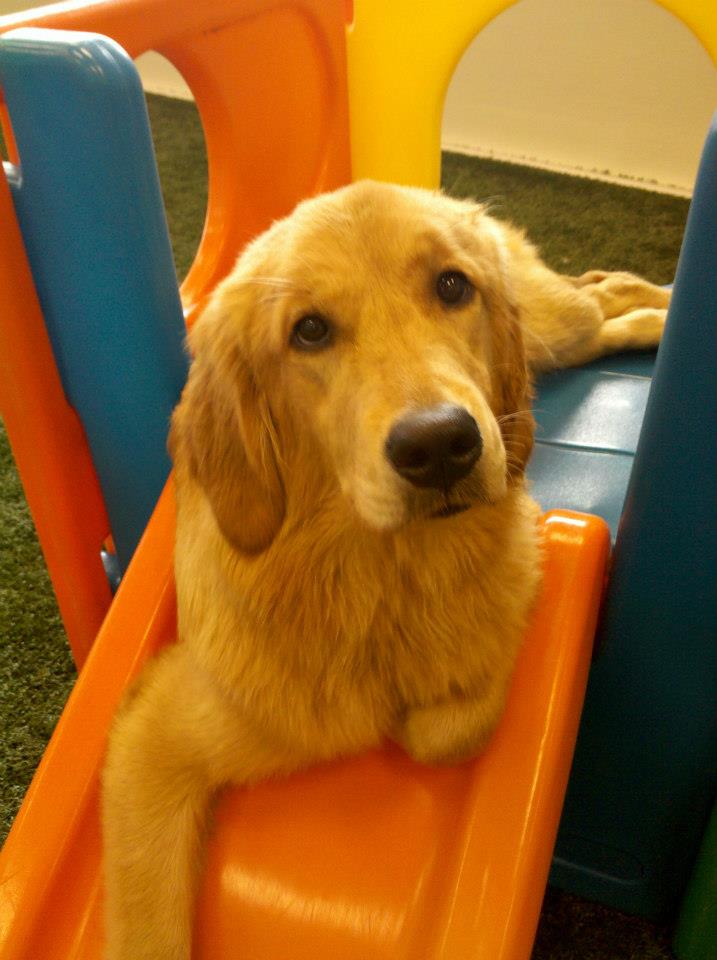 Dog playing at Paws 'n Claws in Erie, PA.