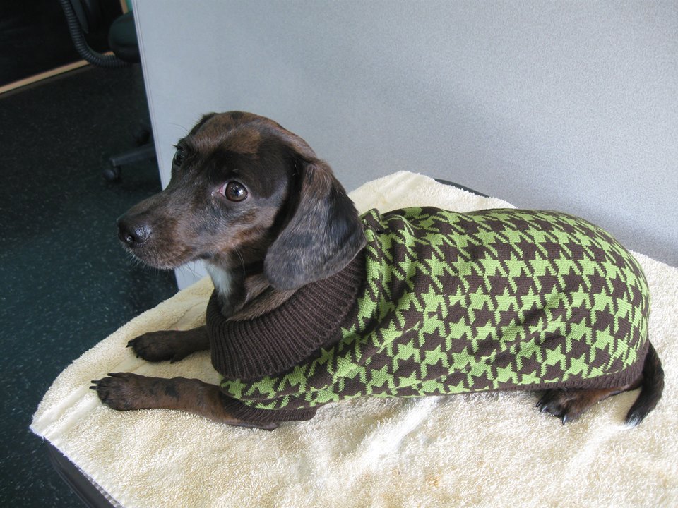 Dog wearing a sweater at Paws 'n Claws in Erie, PA.