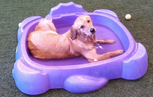 Dog smiling at Paws 'n Claws in Erie, PA.