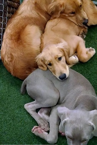 Dogs cuddling with each other after playing at Paws 'n Claws PlayCare in Erie, PA.