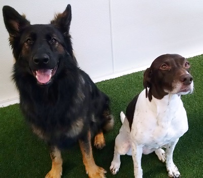 Dogs enjoying Paws 'n Claws in Erie, PA.