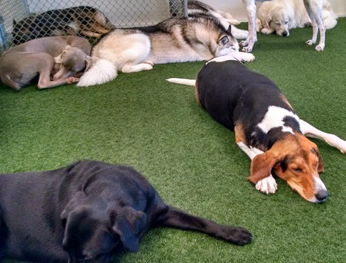 Group of dogs sleeping at Paws 'n Claws in Erie, PA.