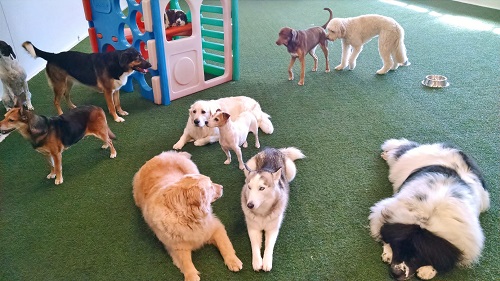 Group of dogs in the PlayCare at Paws 'n Claws in Erie, PA.