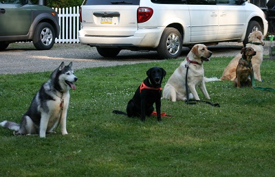 Outdoor training course at Paws 'n Claws in Erie, PA.