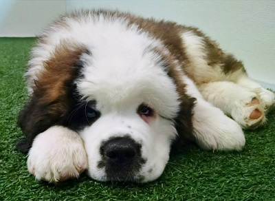 Puppy at Paws 'n Claws Pet Care in Erie, PA.